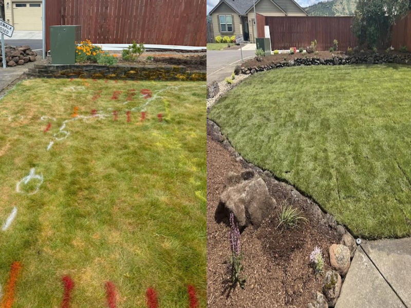 From Dead Yard to Eco-Friendly Oasis